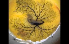 Tak wygląda bicie serca 72-godzinnego embrionu kurczaka.
