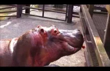 Karmienie hipopotamów, arbuzem