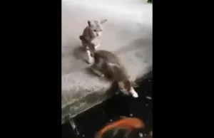 Dwa koty postanowiły złowić rybę. A jaki był finał?