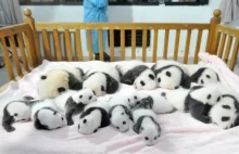 14 małych pand