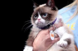 Grumpy Cat wygrywa 710 tys. dol. ws. o wizerunek