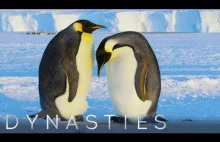 Pingwin cesarski pielęgnuje śnieżkę BBC Earth