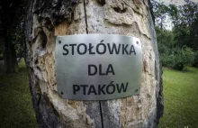 Stołówka dla ptaków.