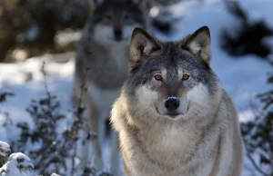 Podlaskie/ Przybywa wilków w Wigierskim Parku Narodowym
