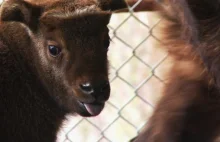 W gdańskim ZOO przyszło na świat takiniątko