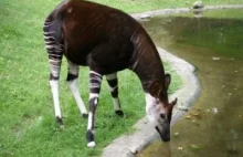 We wrocławskim zoo zamieszkają okapi. Pierwsze w Polsce.