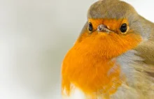 Ptaki wykorzystują fizykę kwantową