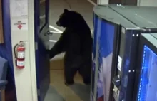 Niedźwiedź otworzył drzwi do komisariatu i wszedł, by szukać jedzenia