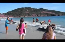 Delfiny wyrzucone na brzeg przez fale i akcja ratunkowa plażowiczów.