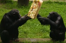 Dyrektor zoo: Samiec małpy kryje samicę i je w tym czasie banana. A niech...