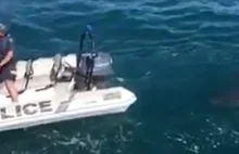 Policjanci najedli się strachu. Ich ponton śledził olbrzymi rekin ludojad...