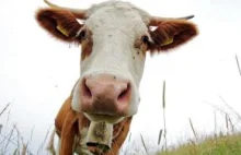 Działacze praw zwierząt chcą,by krowy na alpejskich łąkach uwolnić od dzwonków