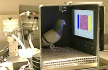 Gołębie uczą się rozpoznawać nowotwory