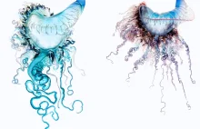 Mordercze meduzy - czyli czego się nie robi dla dobrej fotografii