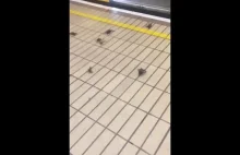 Inwazja krabów w metrze