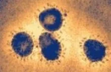 WHO ostrzega: nowy groźny wirus może być przenoszony przez ludzi
