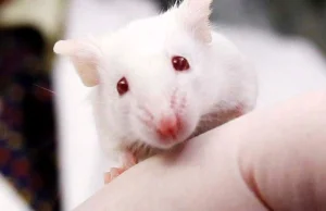 Naukowcy z Harvardu odwrócili proces starzenia się u myszy