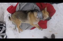 Weterynarz ratujący psa z okrutnej pułapki zafundowanej przez właściciela