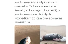 W ciągu zeszłego weekendu "nieznani sprawcy" zabili 10% populacji foki w Polsce