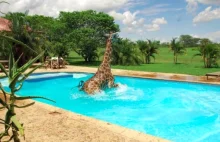Pływająca w basenie żyrafa