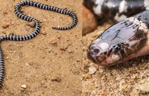 Odkryto nowy gatunek jadowitego węża. Gdzie można go spotkać?