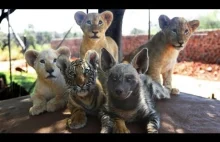 Niezwykli przyjaciele: 3 małe lwy, tygrysek i hiena.