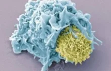 Limfocyty Tc "zjadają" komórkę nowotworową, nagranie [eng]
