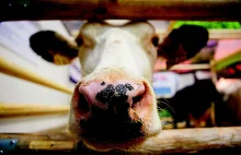 Turcja w ramach protestu odesłała holenderskie krowy