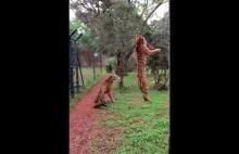 Tygrys łapie mięso w slow-motion