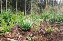 Leśnicy znaleźli w polskiej puszczy rosnącego arbuza. Ocieplenie klimatu to mit?