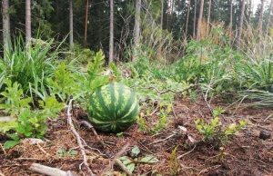 Leśnicy znaleźli w polskiej puszczy rosnącego arbuza. Ocieplenie klimatu to mit?