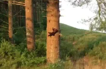Kuna zaatakowała wiewiórkę
