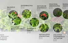 Od 3 lat testujemy użytkowanie roślin antysmogowych w 50m2 mieszkaniu w Krakowie