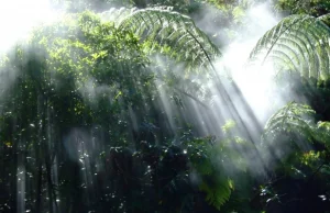 Najpiękniejsze lasy deszczowe świata