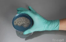 Amerykanie wyhodowali w laboratorium ludzki mózg