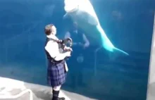 Czy wieloryby lubią słuchać gry na dudach?