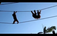 Dwa orangutany idą po linie.