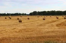 Jeśli już zboże po zbożu, to jakie? - Wiadomości Rolnicze Polska