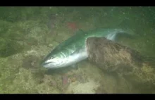 Podwodne życie: ofiodon pochwycił czawyczę