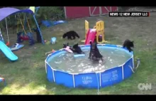 Rodzina niedźwiedzi urządza sobie kąpiel w basenie ogrodowym