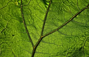 WHO daje zielone światło medycynie naturalnej