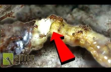 Mrówki atakują karalucha, który wydaje na świat potomstwo.