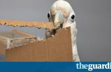 Naukowcy odkryli nowe umiejętności u ptaków