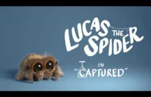 Mały słodziutki pajączek powraca! Lucas the Spider - Captured.