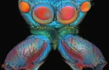 Pod mikroskopem – piękne zdjęcia stworzeń, których na co dzień nie widzimy