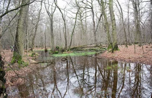 Nietoperze ocaliły las Hambach? Sąd w Münster nakazał zawieszenie prac