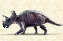 Odkryto nowy gatunek dinozaura. Wendiceratops żył 75 mln lat temu