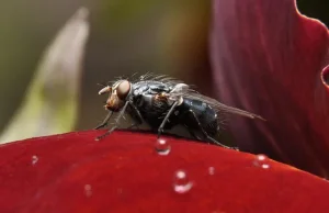 Niesamowite fotografie makro!!!