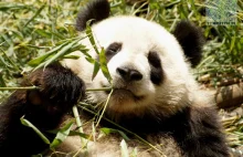 Chińskie klasyki – Pandy w Syczuanie