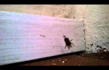 Pszczoła VS 10x mniejszy pająk z wspaniałym podkładem muzycznym :)